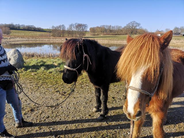 Grundlæggende horsemanship